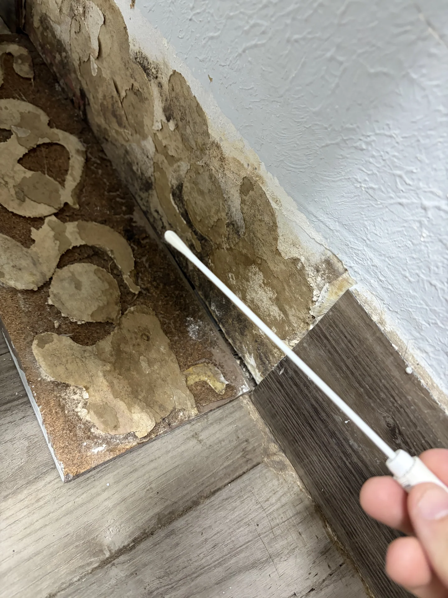 Surface mold sample collected from water-damaged drywall behind wall trim