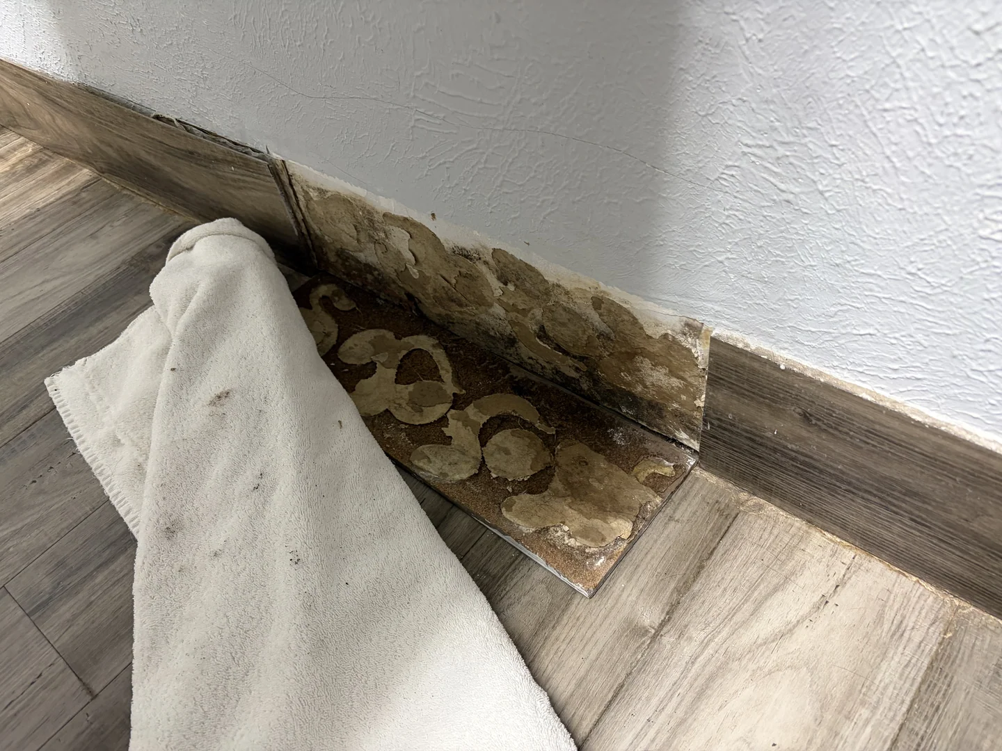 Mold growth exposed behind detached wall trim after commercial plumbing leak