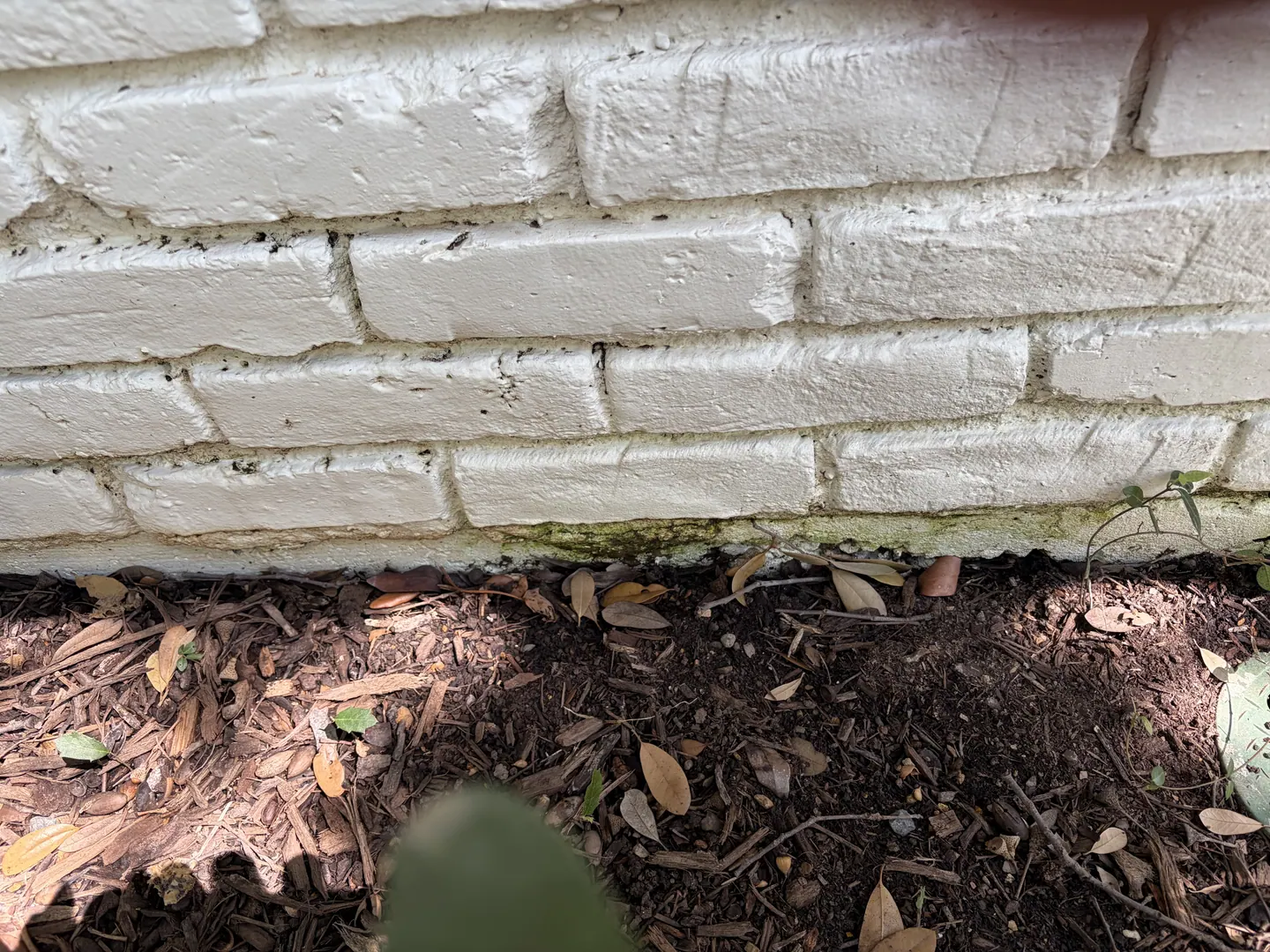 Algae-like growth on painted brick near mulch and soil at one exterior moisture point