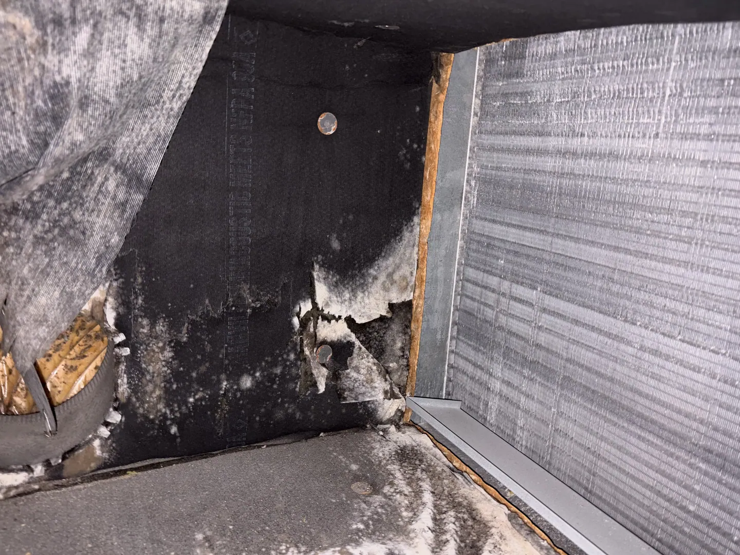 White and gray surface colonization on the accessible interior HVAC supply-plenum liner