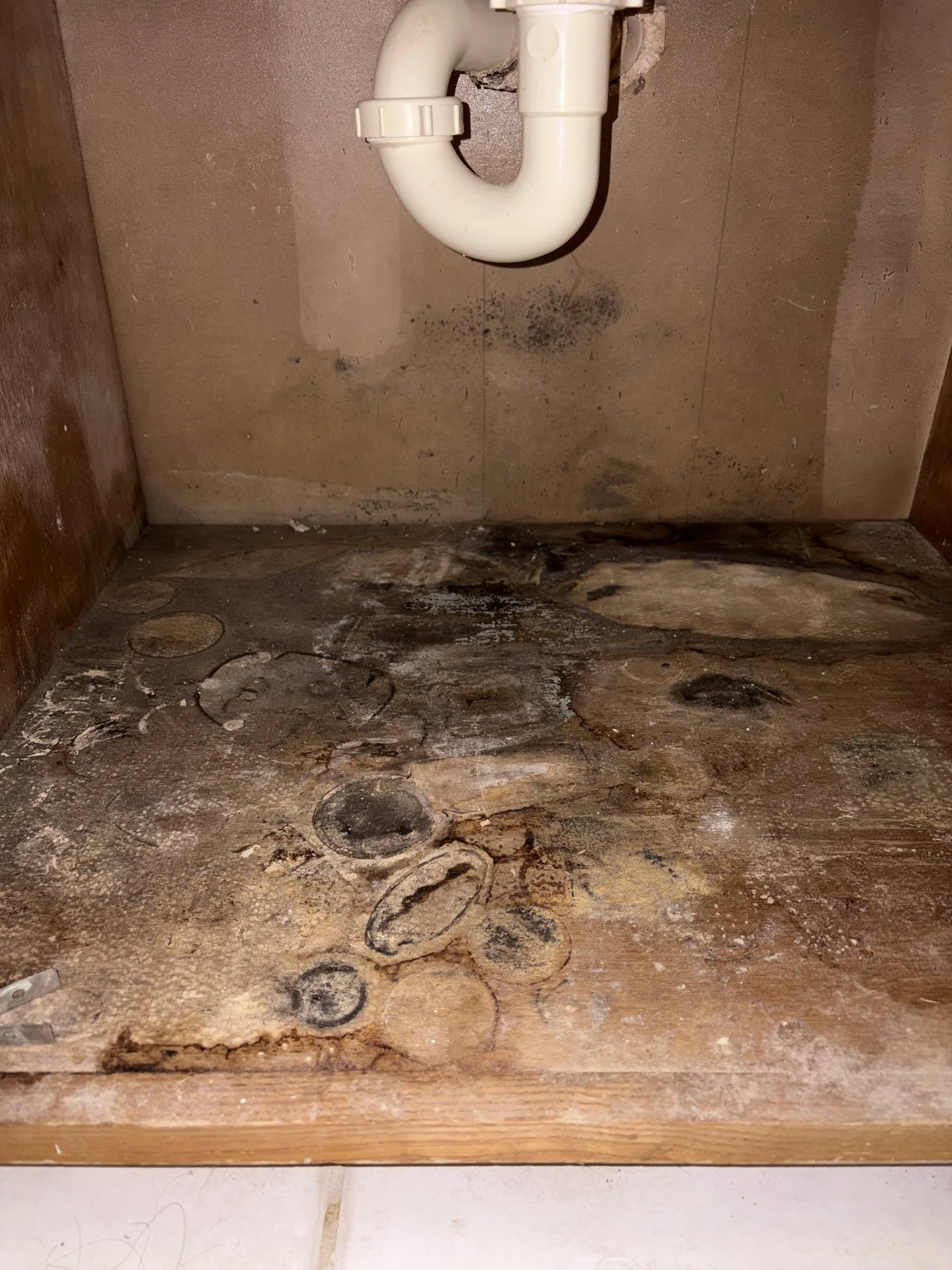 Water-damaged bathroom sink cabinet with mold growth after a reported plumbing leak