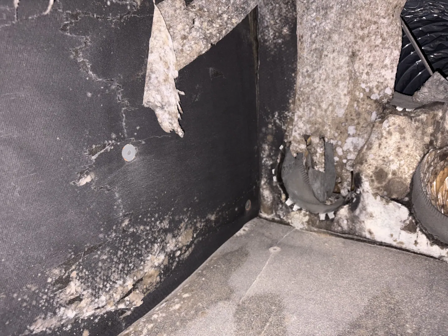 Torn and delaminated fiberglass duct-board facing with surface colonization inside supply plenum